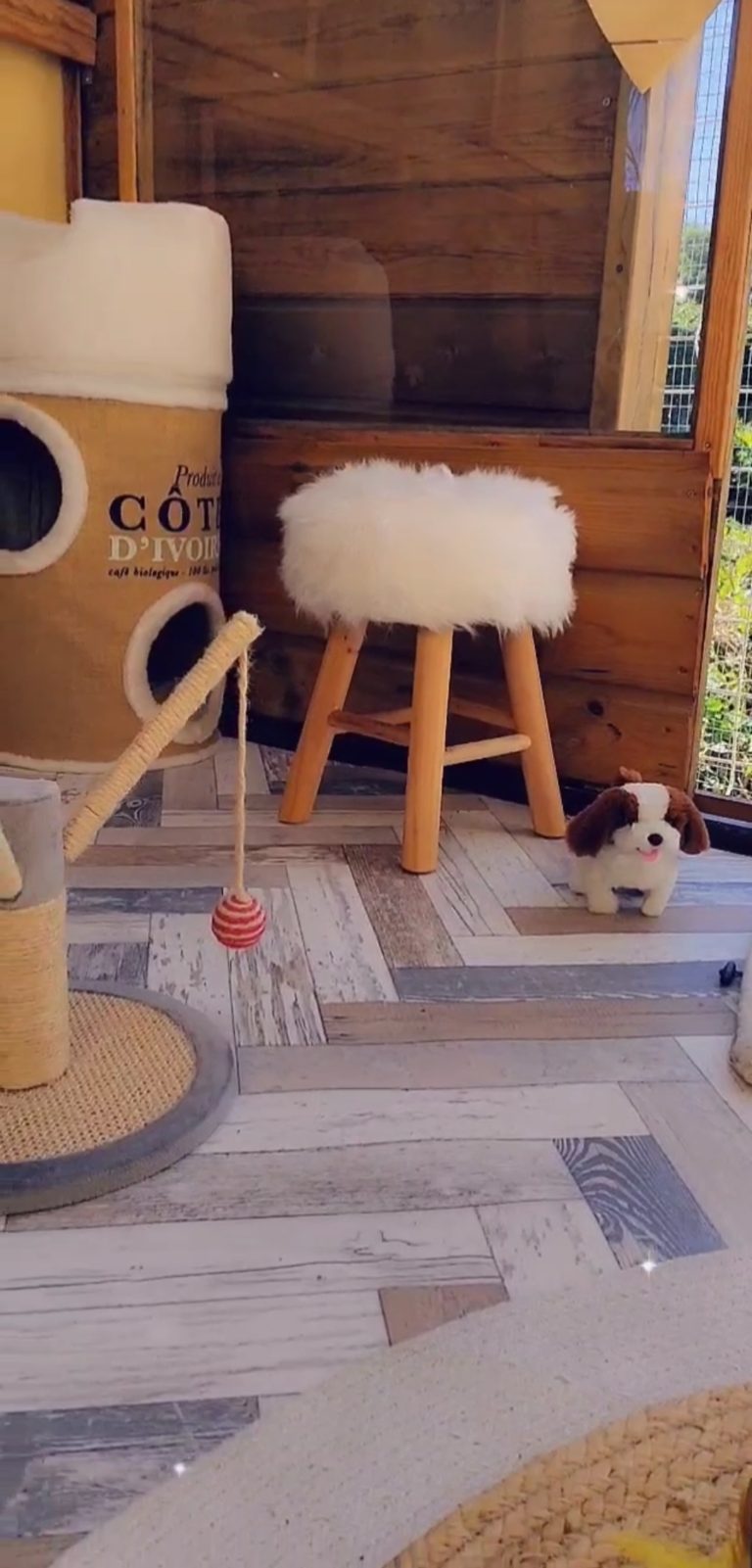 Catio1