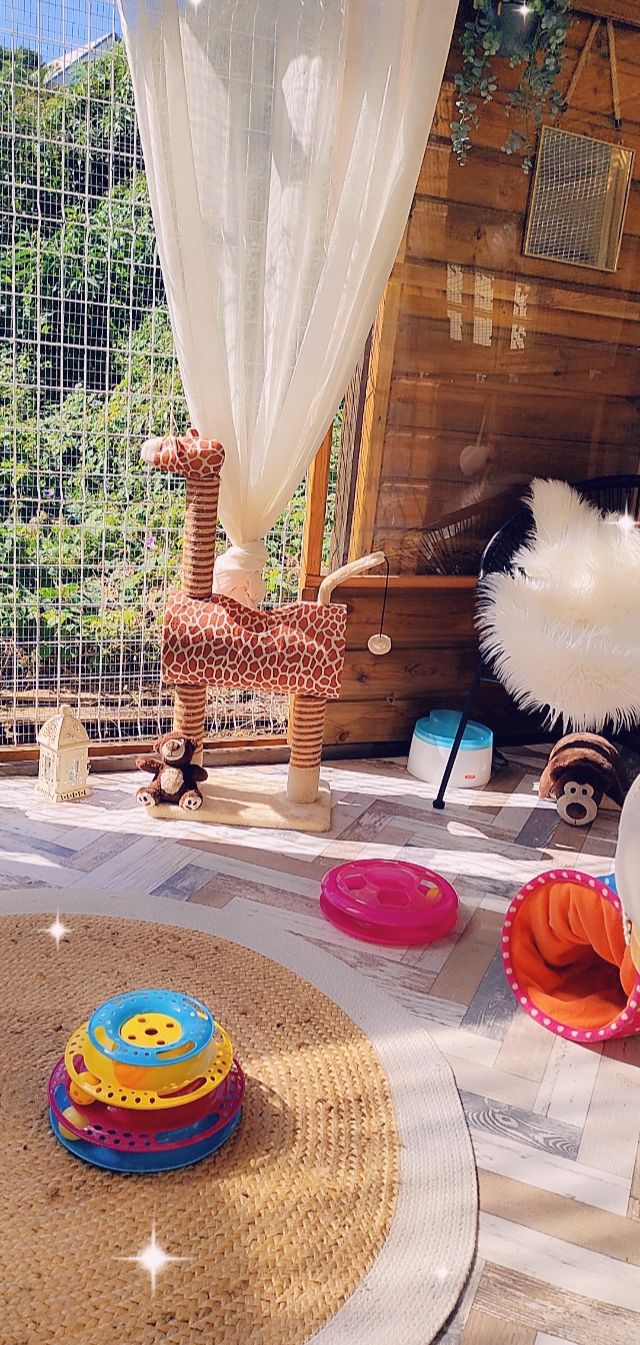 catio6